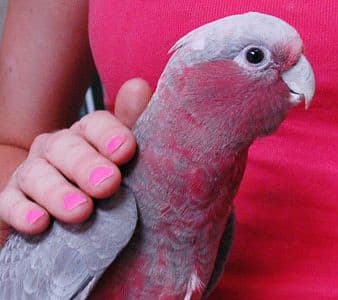 Bird Sitting “Storybird” (2hr cage cleaning pet visit)