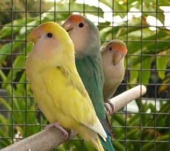 Bird Visits “Chirp”