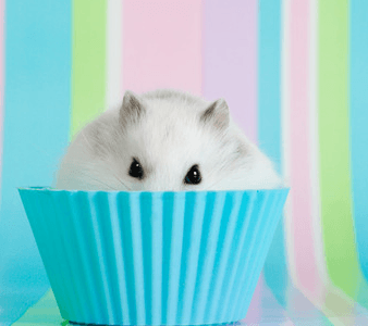 Pocket Pet Visit “Periwinkle” AM & PM visits