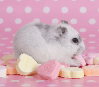 Pocket Pet Visit “Sweet-pea”