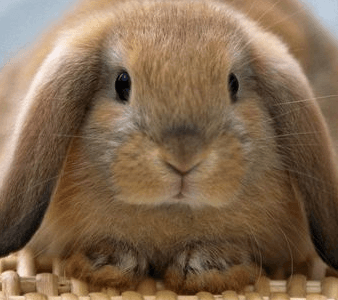Rabbit Visits “Cotton Tail” (2hr cage cleaning pet visit)