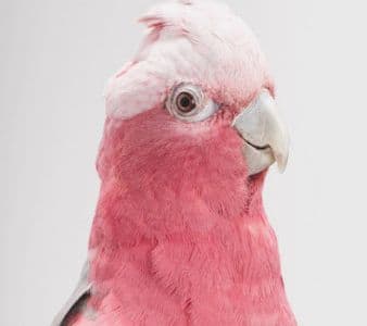 Bird Visits “Tweet”