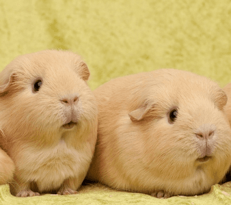 Pocket Pet Visit “Muffintop”