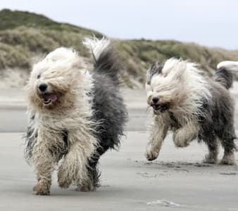“Random Rollick” Occasional Dog Walk