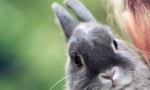 Rabbit Visit Questions