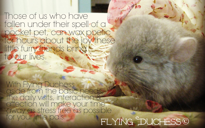 Flying duchess pet sitters cheap